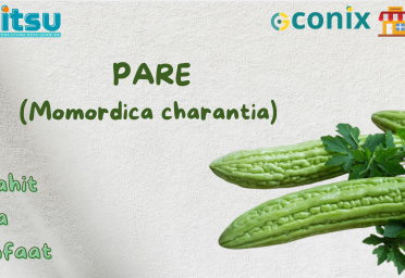 Green Organic Coming Soon Instagram Post (2418 x 1209 piksel)